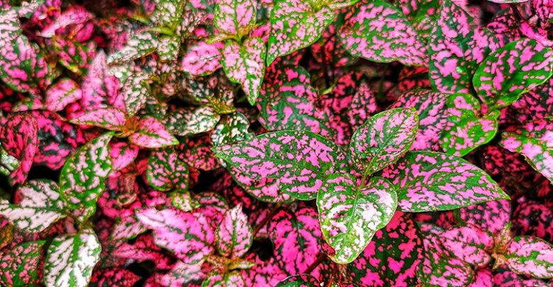 planta confete como plantar