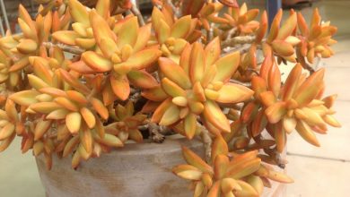 planta coppertone