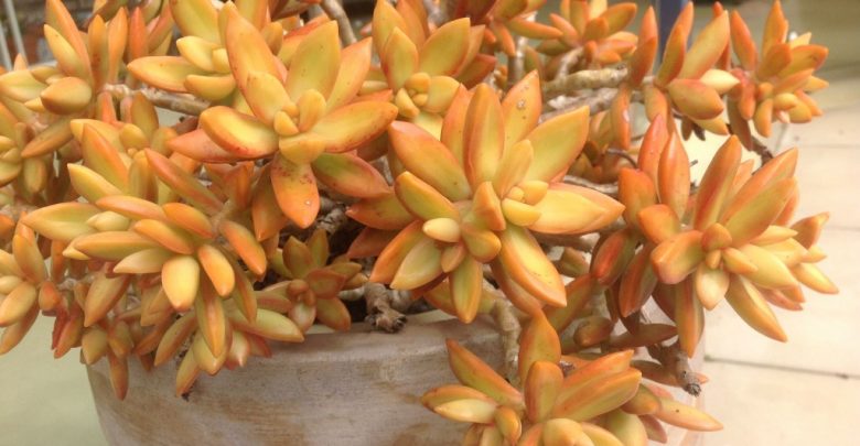 planta coppertone