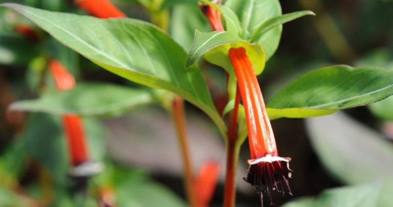 planta de charuto