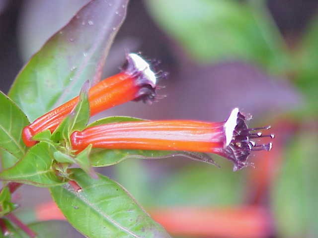 planta de charuto cultivo