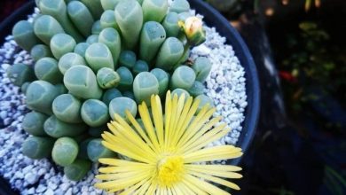 planta dedos de bebe
