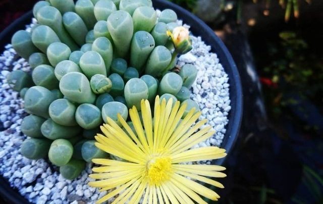 planta dedos de bebe