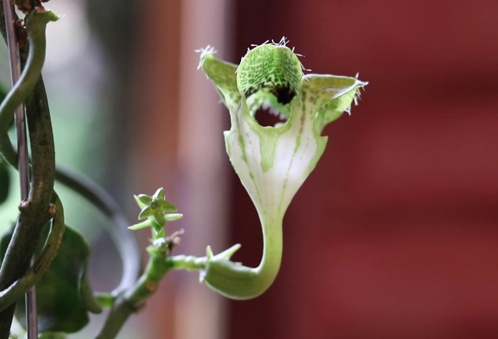 planta do paraquedas