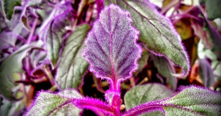 planta folha de veludo