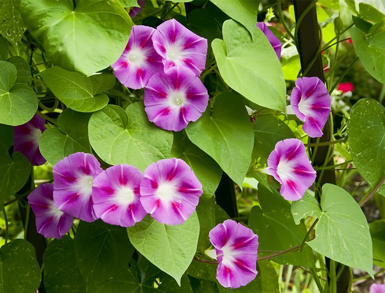 planta ipomeia rubra