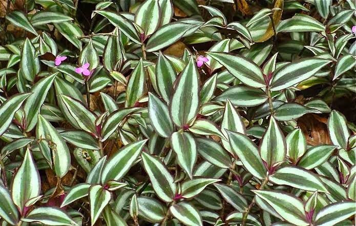 planta lambari como plantar