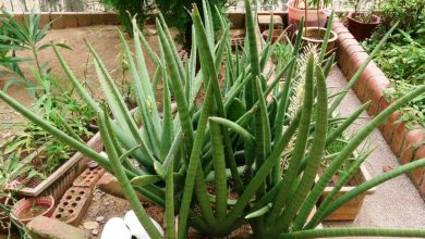 planta lança africana