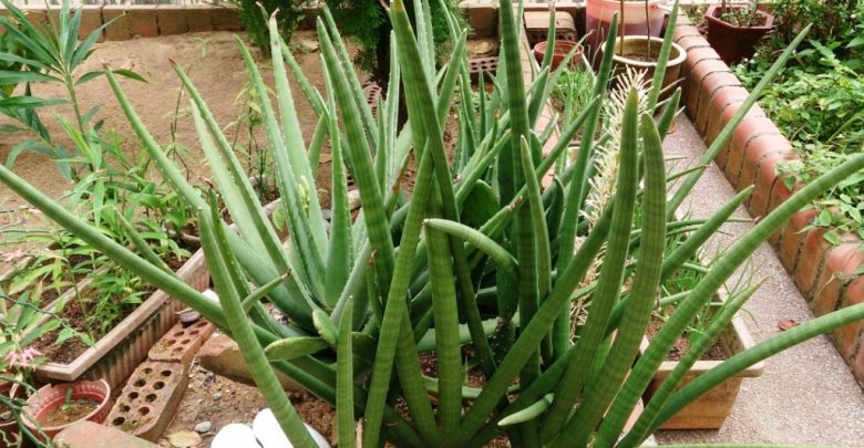 planta lança africana
