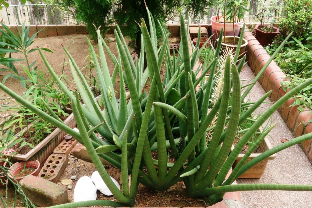 planta lança africana