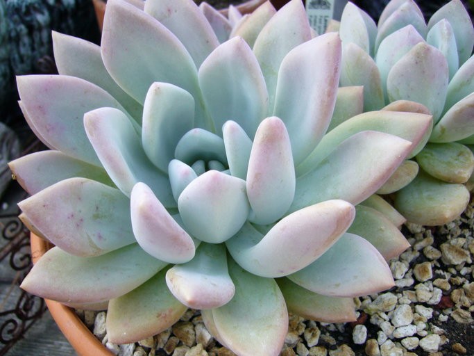 planta opalina