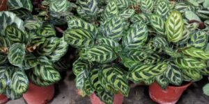 planta pavão