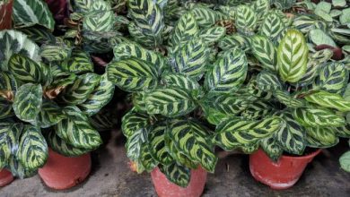 planta pavão