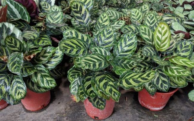 planta pavão