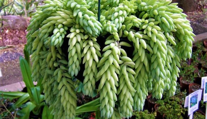 planta rabo de burro
