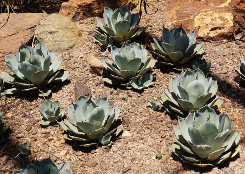 plantar a planta do século