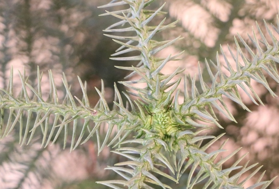 plantar araucaria em casa