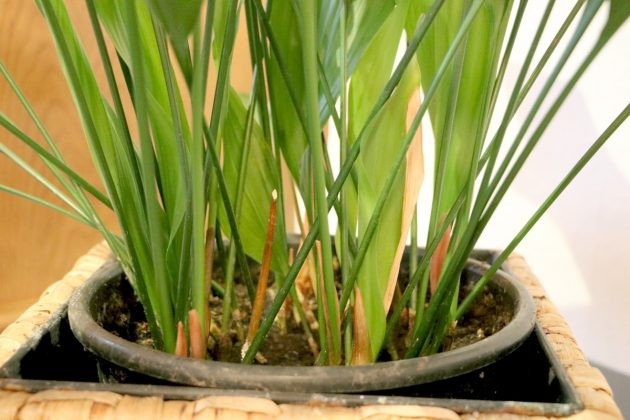 plantar aspidistra em casa