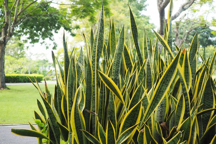 plantar cobra boncel em casa