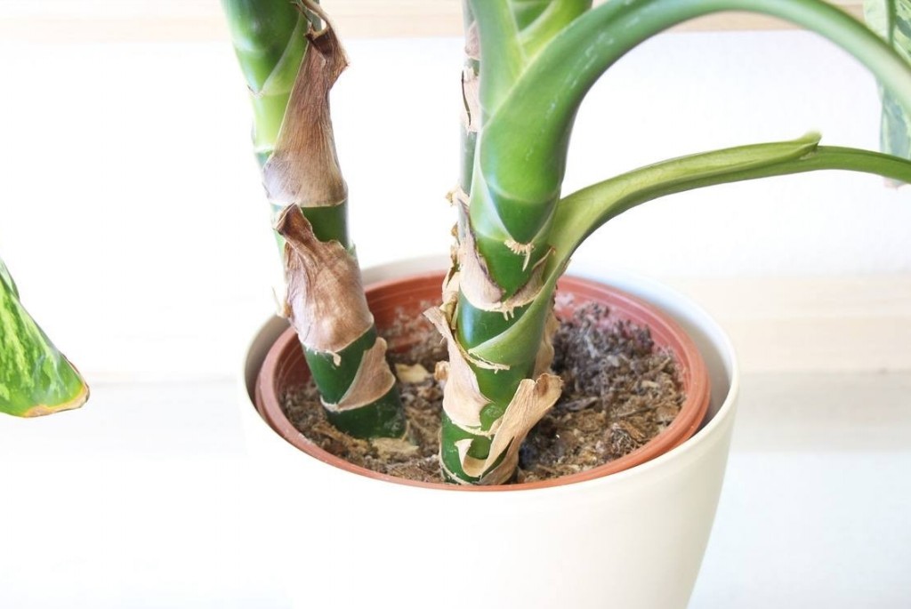 plantar dieffenbachia em casa