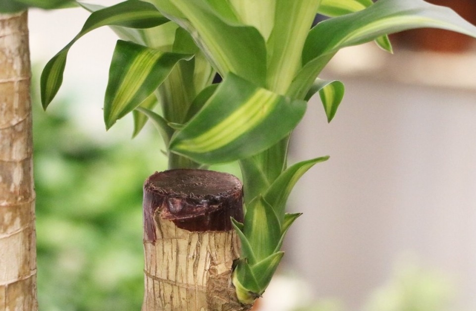 plantar dracaena em casa