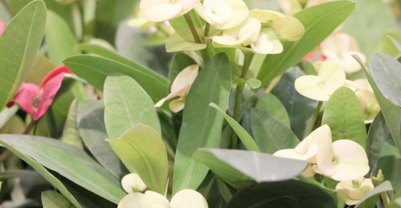 plantar euphorbia em casa