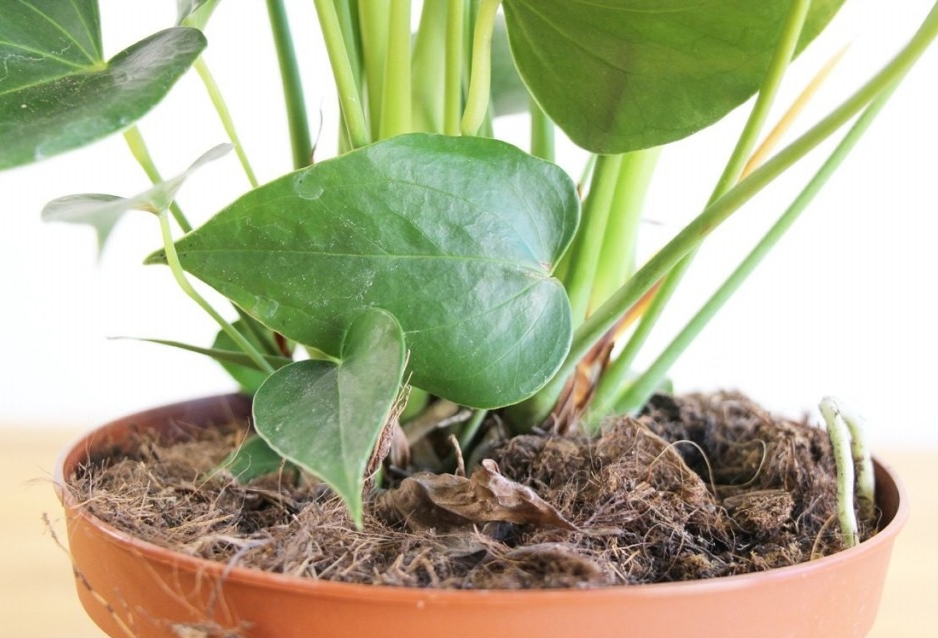 plantar flor de flamingo em casa