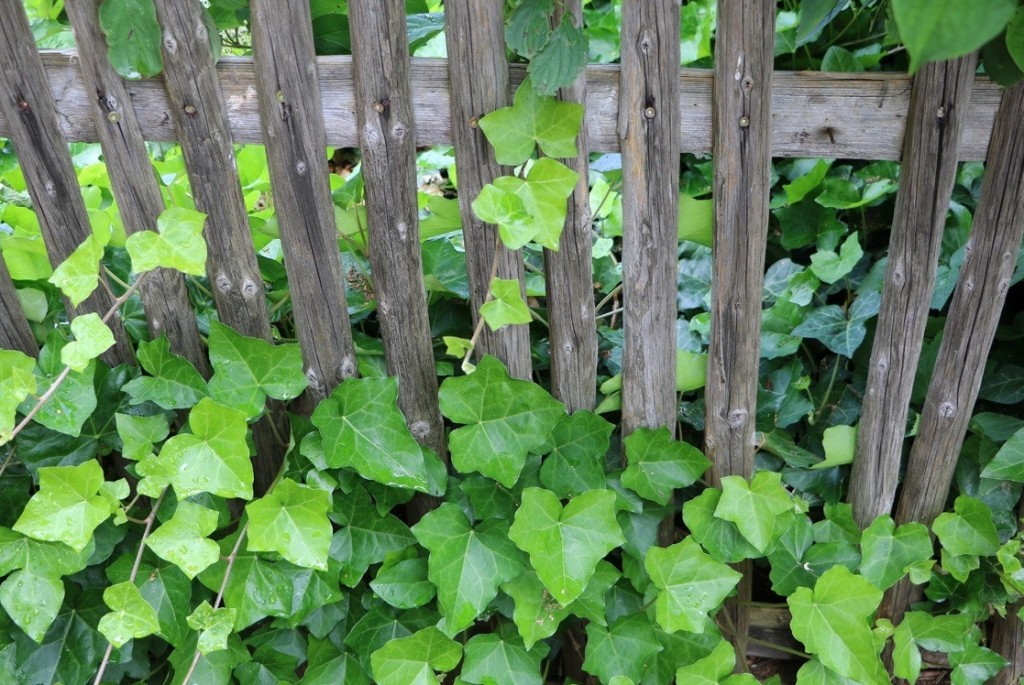 plantar hedera helix em casa