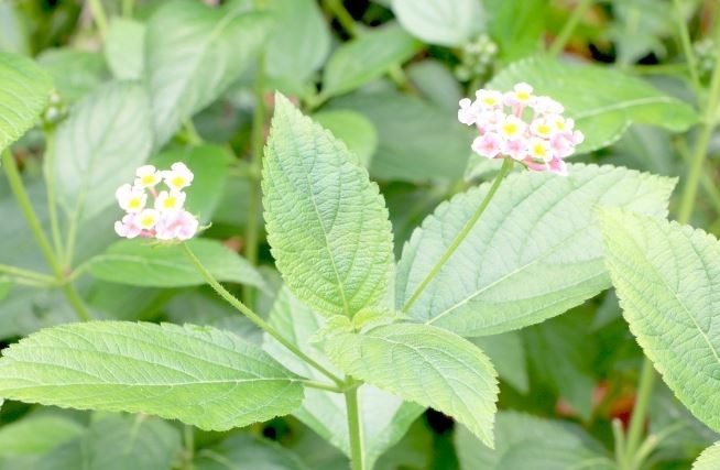 plantar lantana em casa