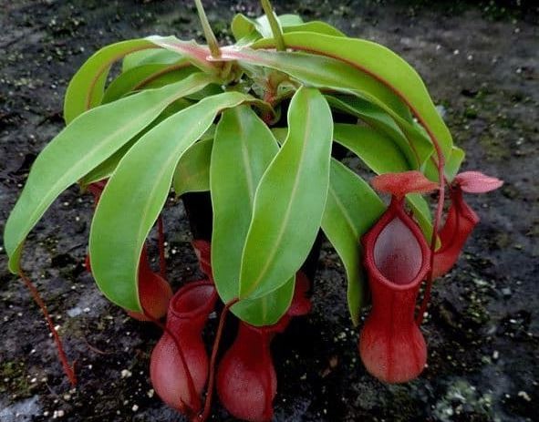 plantar nepenthes em casa