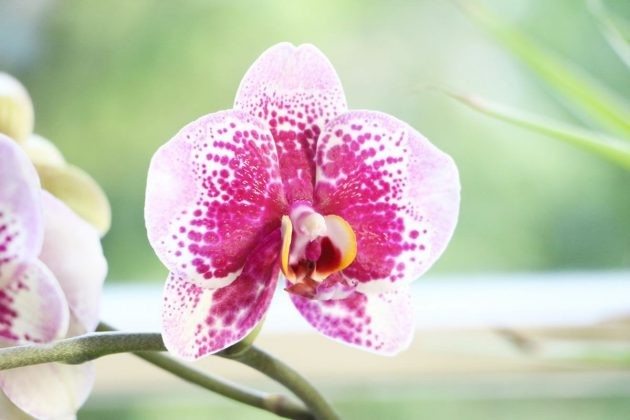 plantar orquidea borboleta em casa