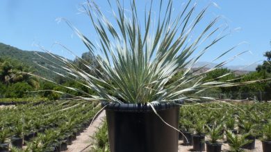 plantar sotol