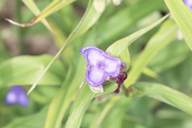 plantar tradescantia em casa