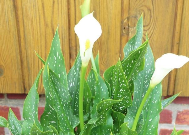 plantar zantedeschia em casa