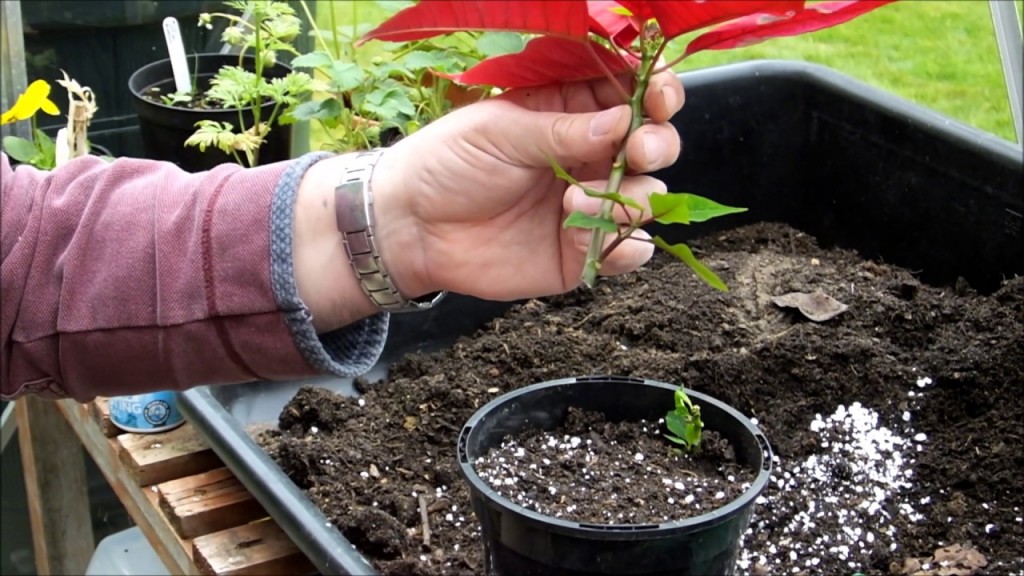 poinsetia como plantar