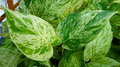 pothos dourado