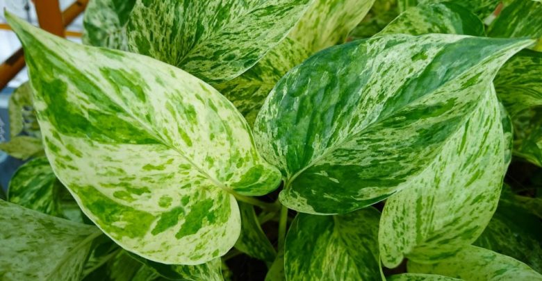 pothos dourado