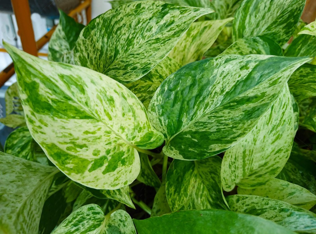 pothos dourado