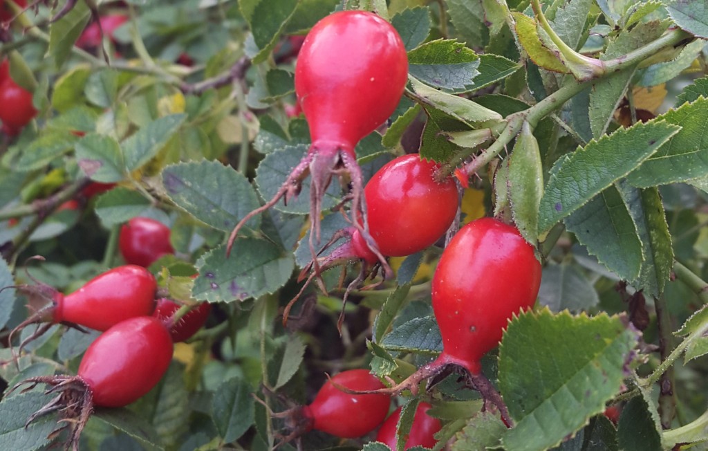 rosa mosqueta como plantar