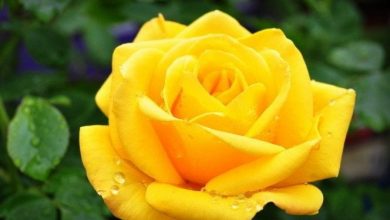 rosa nocaute amarela