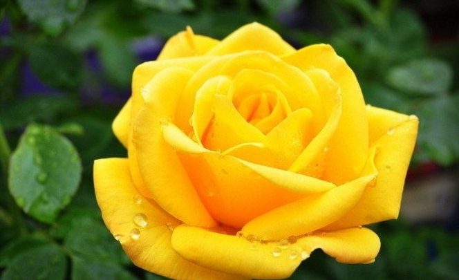 rosa nocaute amarela