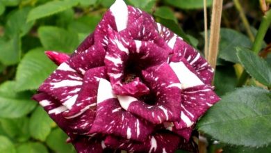 rosa osiria
