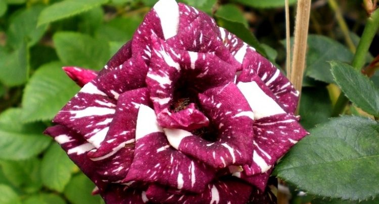 rosa osiria
