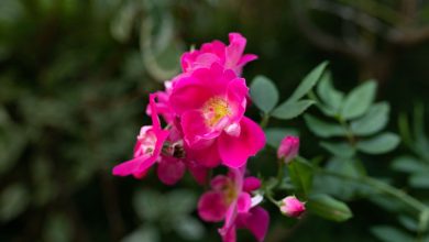 rosa rugosa