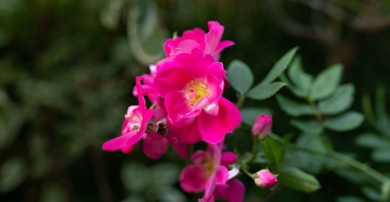rosa rugosa