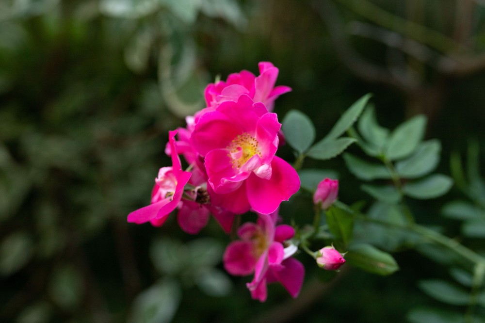 rosa rugosa