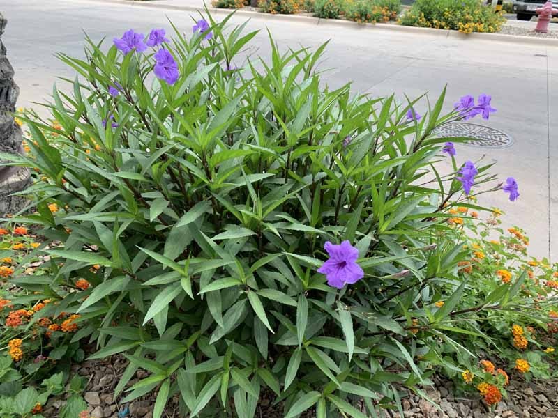 ruellia como plantar