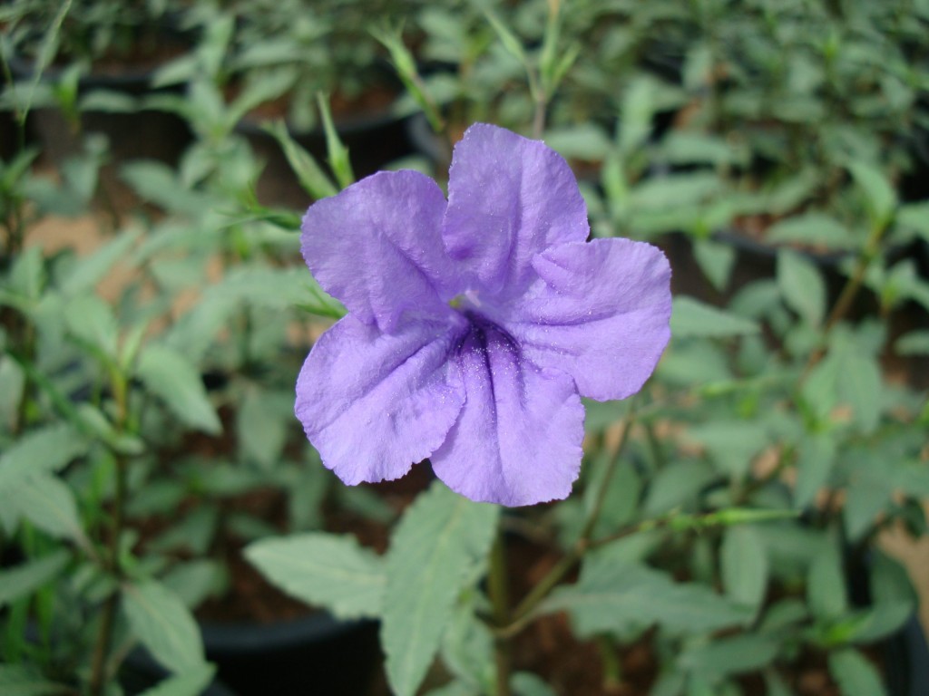 ruellia