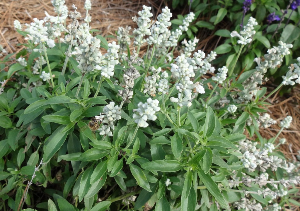 salvia branca