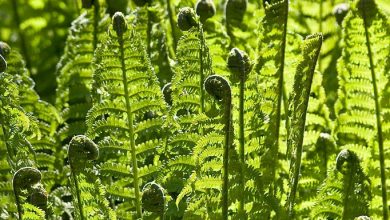 samambaia de avestruz como plantar